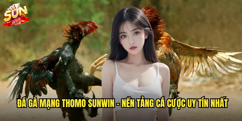 Đá gà mạng thomo sunwin - Nền tảng cá cược uy tín nhất